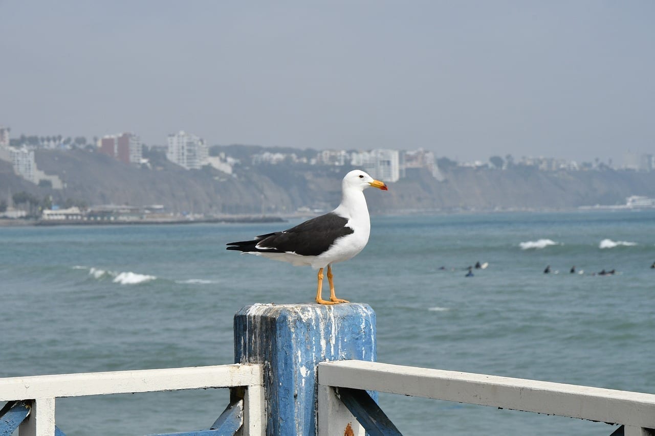 Lima Playa Aves Perú