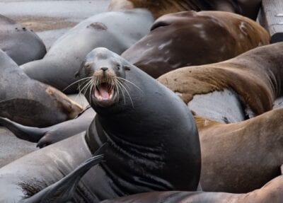 Lobo De Mar Astoria Oregon Noroeste Estados Unidos