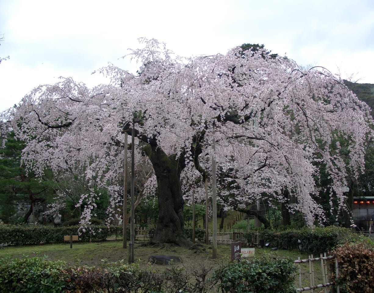 Los cerezos en flor en el Parque Maruyama de Kioto Kioto Japón