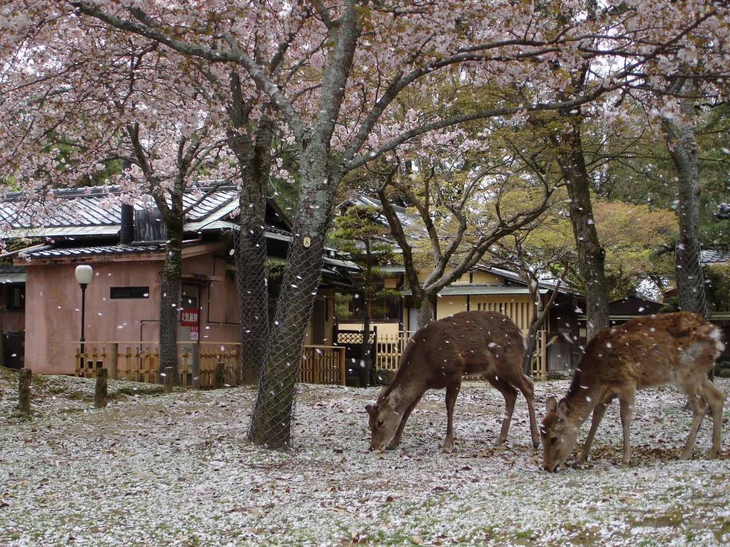 Los ciervos también disfrutan de la flor del cerezo Nara Japón