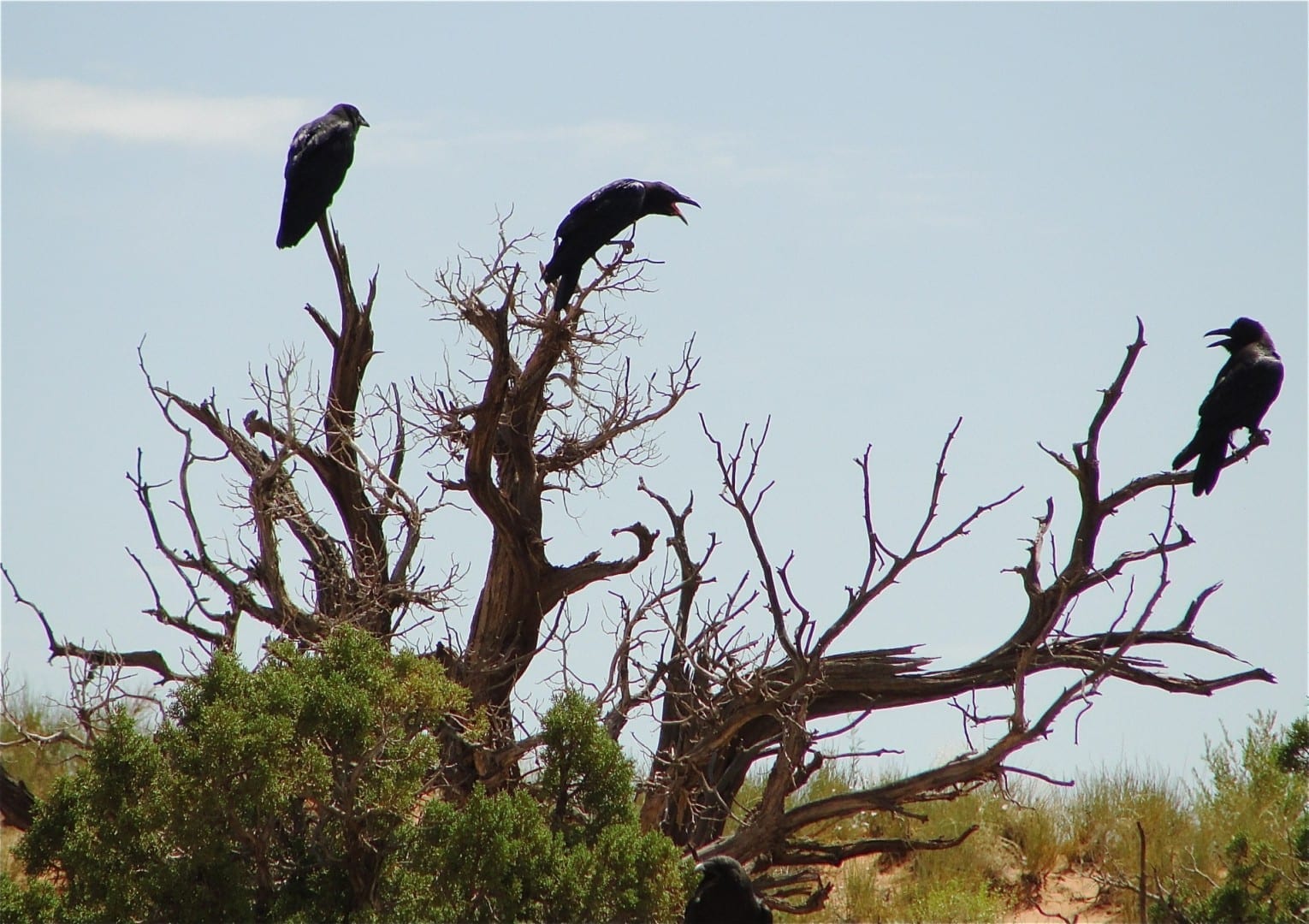 Los cuervos se pelean por un sándwich caído de un excursionista, Devil's Garden Trail. Arcos Parque Nacional Estados Unidos