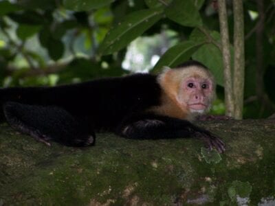 Los monos cariblancos se ven a menudo en el parque. Manuel Antonio Costa Rica