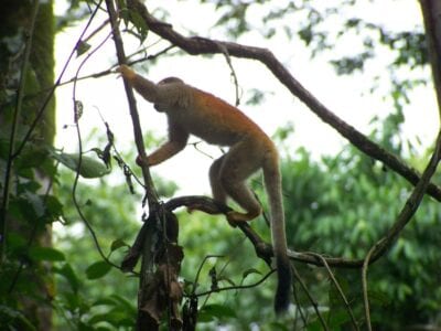 Manuel Antonio es uno de los pocos lugares en los que se puede ver al mono ardilla centroamericano. Manuel Antonio Costa Rica