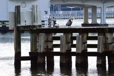 Muelles Riverwalk Tampa Estados Unidos