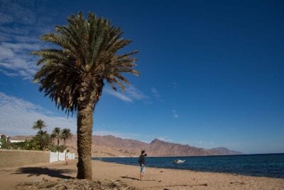 Palma Dahab Desierto Egipto