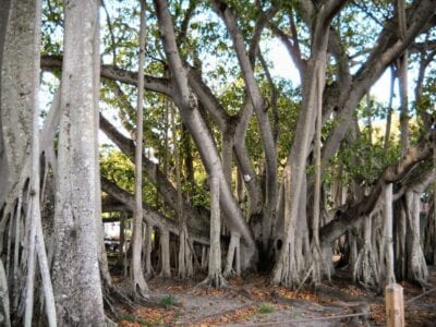 Árbol de Banyan - En los terrenos de las Fincas de Invierno Edison y Ford Fort Myers Estados Unidos