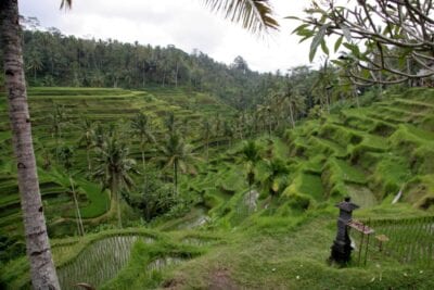 Terrazas de arroz cerca de Ubud Ubud, Bali Indonesia