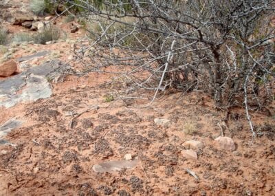 Tomando siglos para formarse, el suelo negro y crujiente criptobiótico enriquece la tierra y permite que otras plantas del desierto echen raíces. Arcos Parque Nacional Estados Unidos