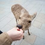 Un ciervo Nara comiendo ansiosamente de los turistas. Nara Japón