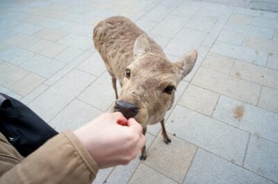 Un ciervo Nara comiendo ansiosamente de los turistas. Nara Japón