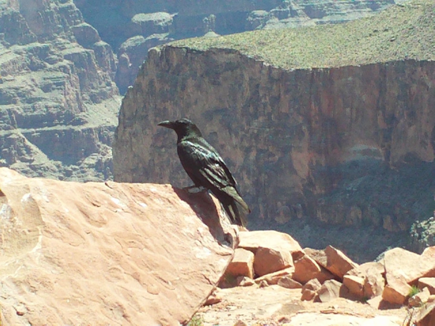 Un cuervo sentado cerca del borde del cañón Gran Cañón AZ Estados Unidos