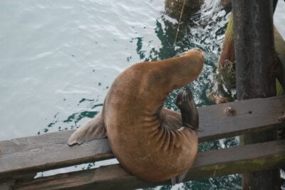 Un león marino en el muelle municipal de Santa Cruz Santa Cruz CA Estados Unidos