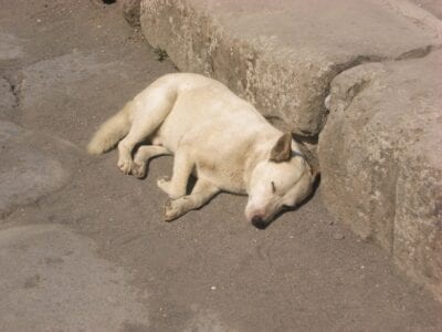 Un perro salvaje dormido Pompei Italia