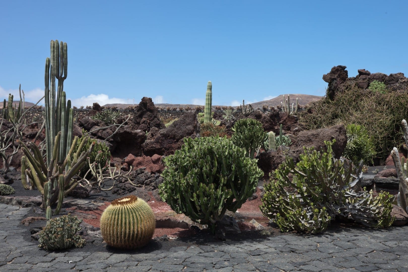 Algunas de las plantas que crecen fácilmente en Lanzarote, en el Jardín de Cactus en Guatiza Lanzarote (Islas Canarias) España