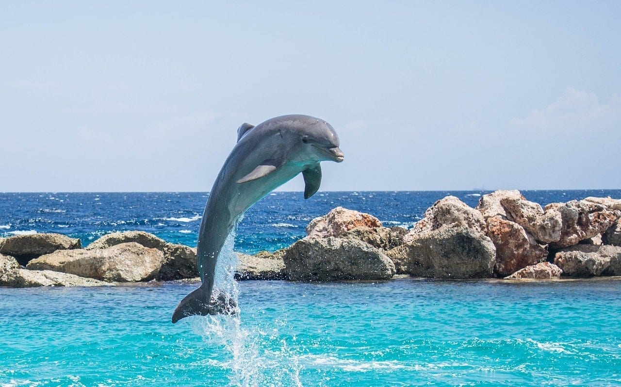 Delfín Acuario Saltar Argentina