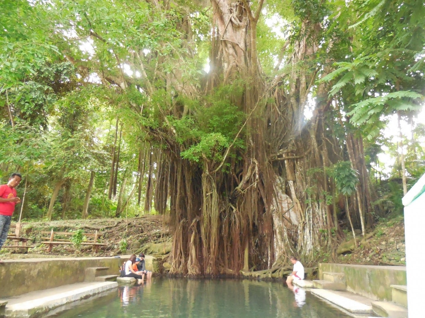 El centenario árbol Balete Encantado Siquijor Filipinas