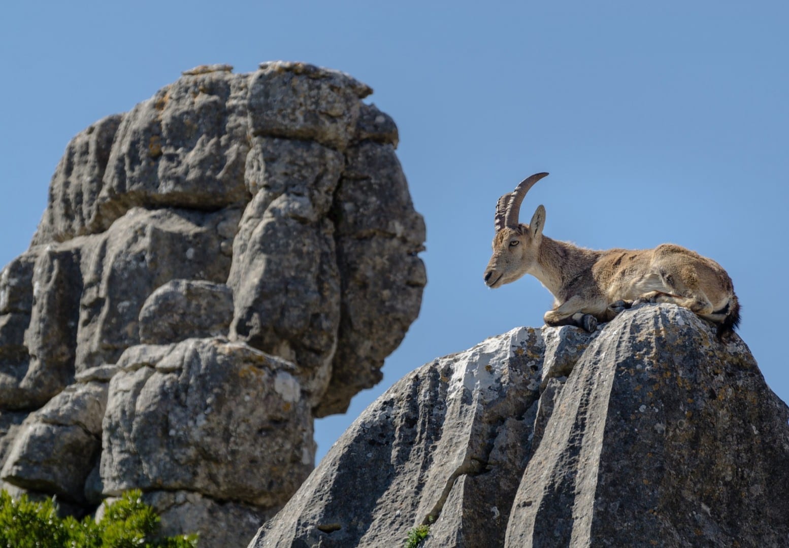 La cabra montés y las rocas en El Torcal de Antequera Antequera España