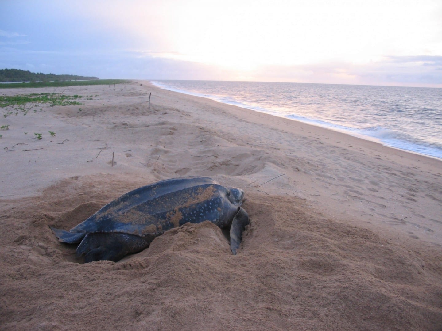 Las playas cerca de Galibi son una de las principales zonas de anidación de las tortugas marinas laúd protegidas. Paramaribo Surinam