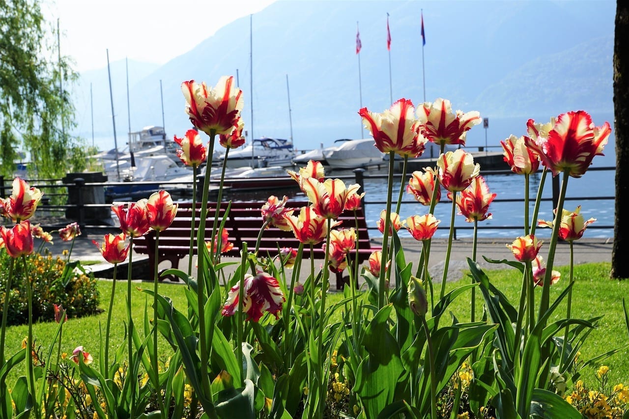 Locarno Tulipanes Flores Suiza