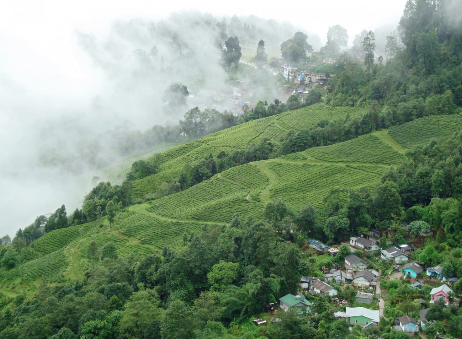 Los jardines de té de Darjeeling Darjeeling India