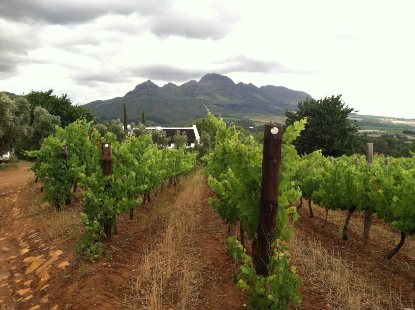 Los viñedos de Vriesenhof en la región vinícola de Stellenbosch Stellenbosch República de Sudáfrica