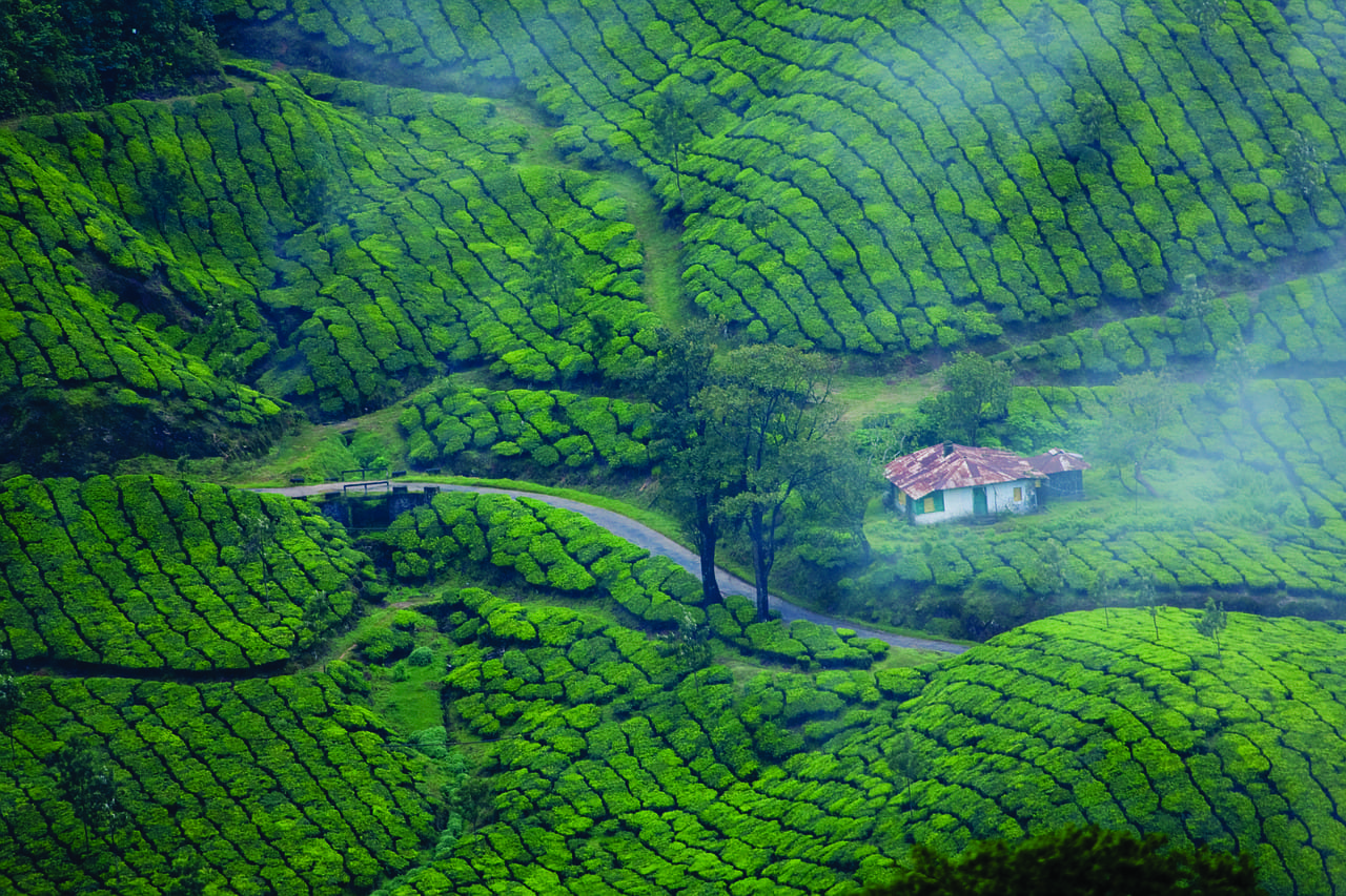 Munnar Kerala Plantación De Té India