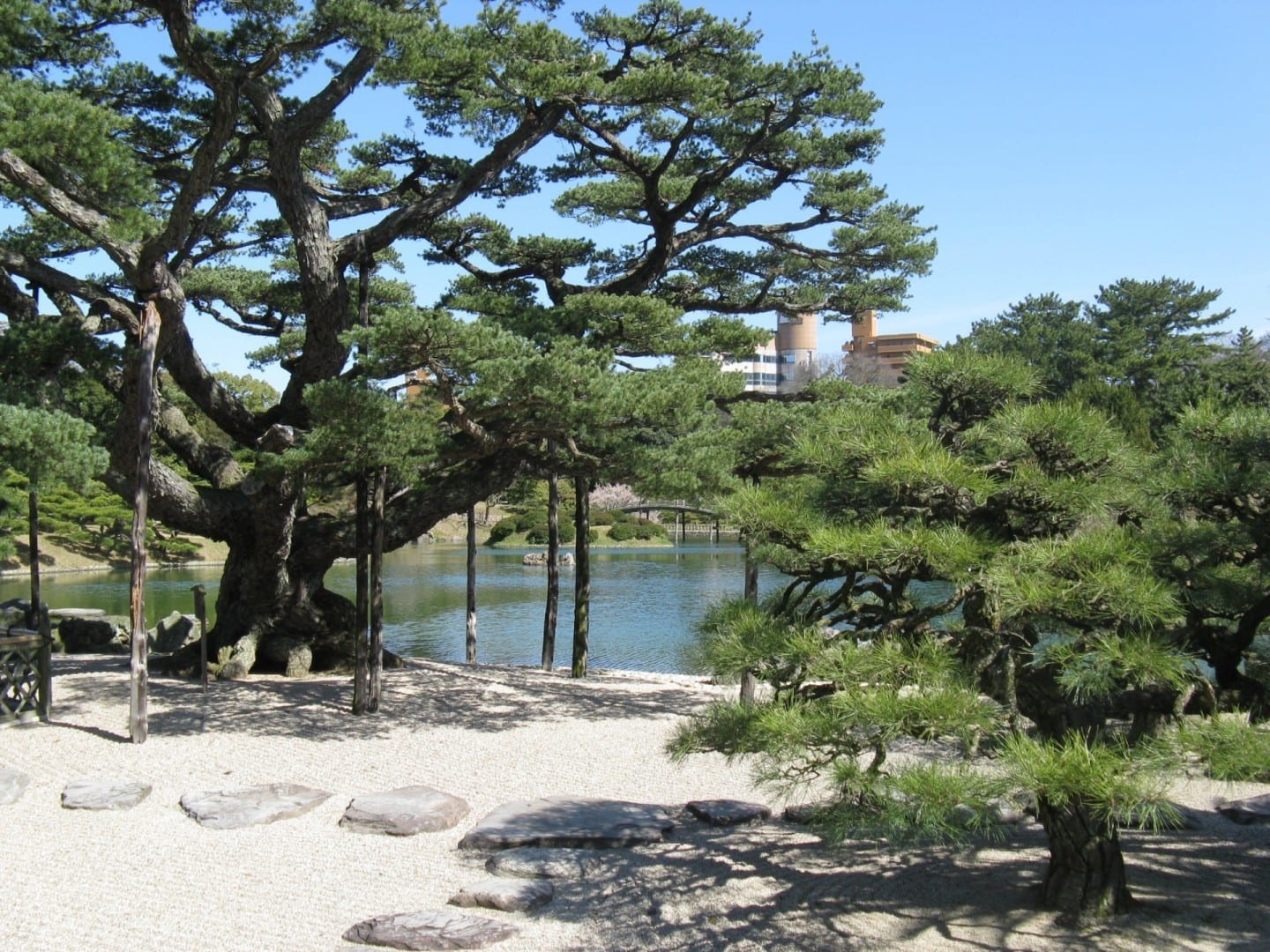 Pinos retorcidos en el Parque Ritsurin Takamatsu Japón