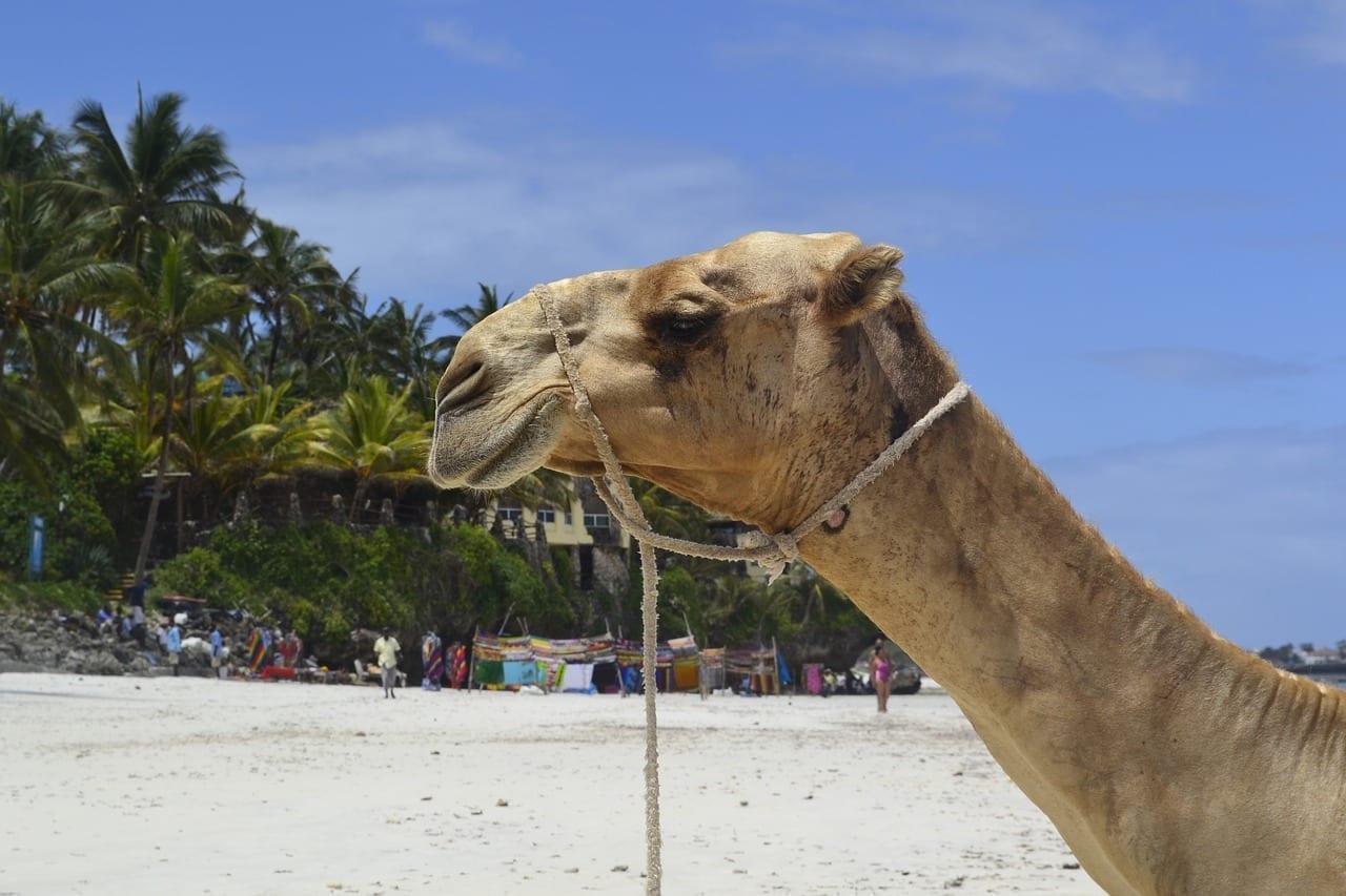 Playa Mombasa áfrica Del Este Kenia