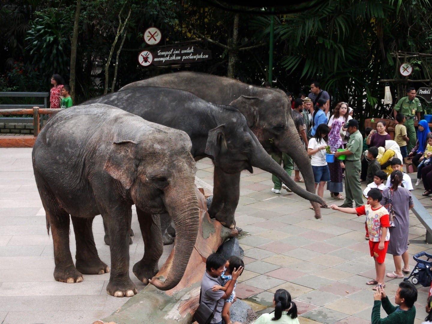 Tres elefantes en el Safari Taman Bogor, Java Indonesia