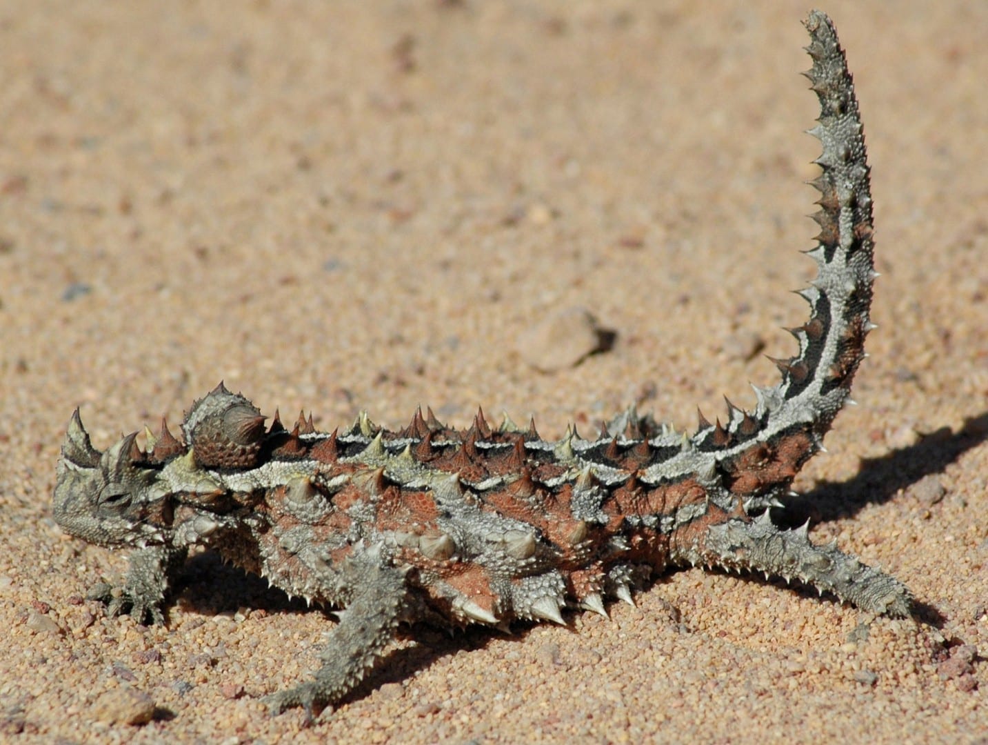 Un demonio espinoso, similar a los de la exhibición de reptiles del Parque del Desierto de Alice Springs Alice Springs Australia