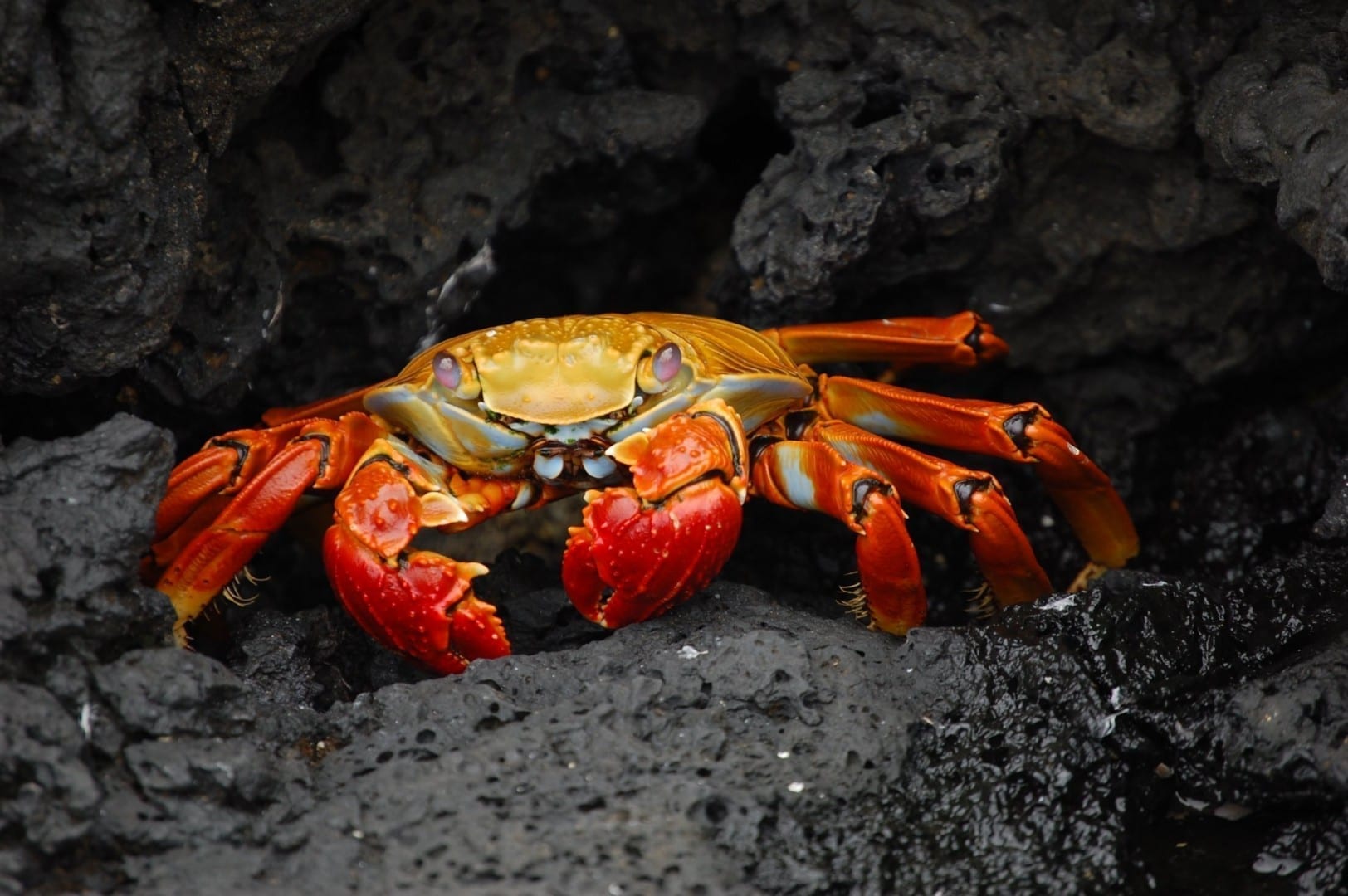 alt=Un cangrejo rojo sobre un fondo rocoso Las Islas Galápagos Ecuador