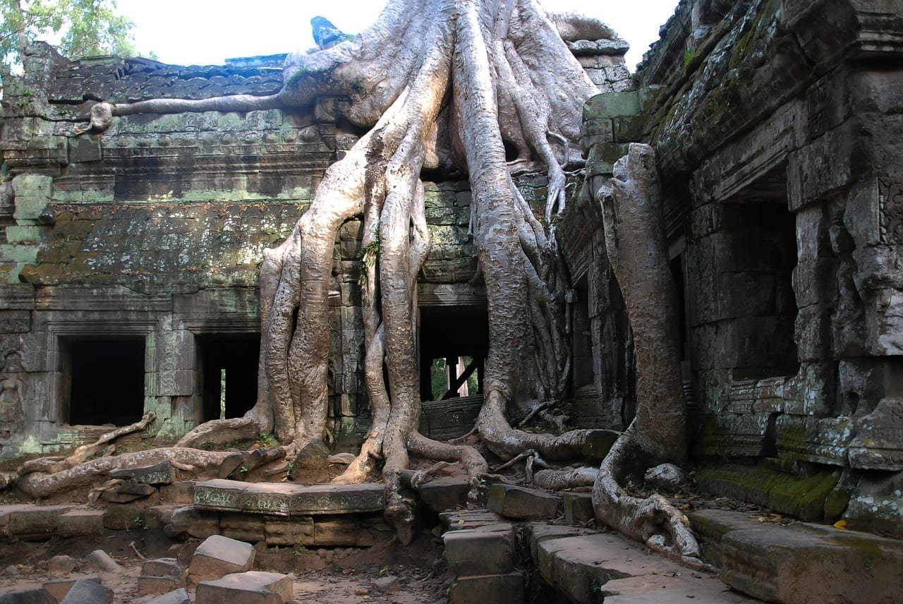 Angkor Wat árbol Turismo Camboya