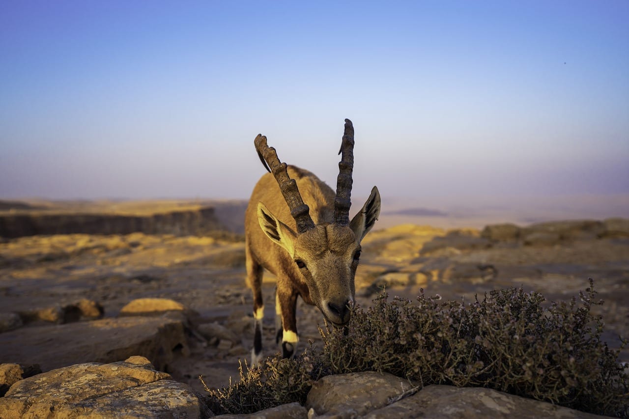 Mitzpe Ramon