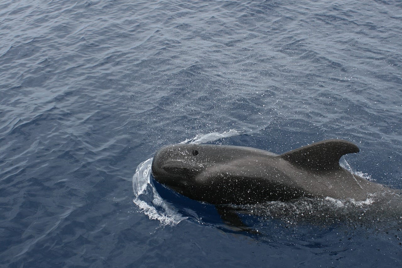 Delfín Mular Ballena Pequeña Mar España