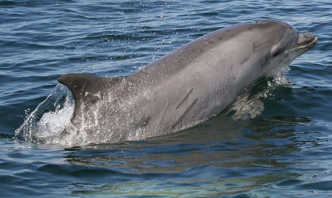 Delfín Mular Delfín Natación España