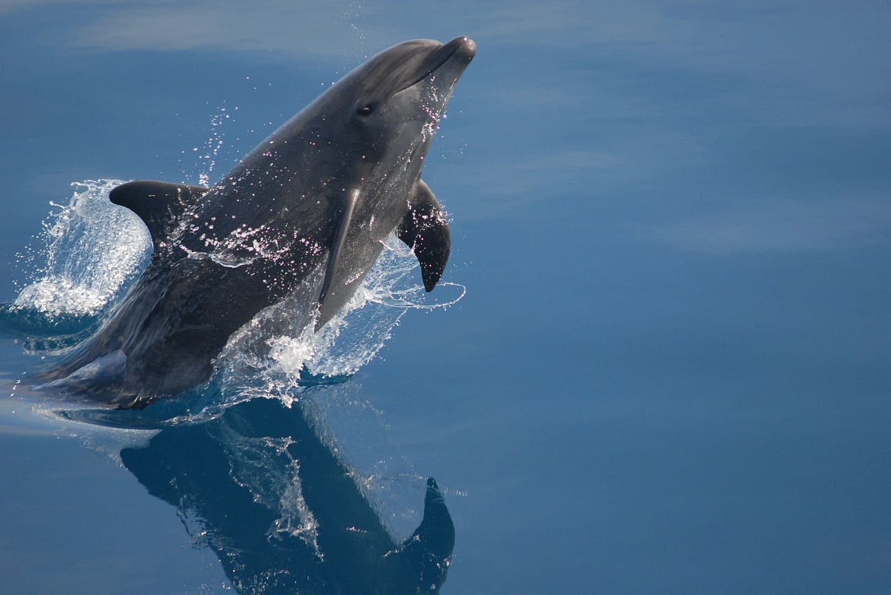 Delfín Mular Mar Océano España