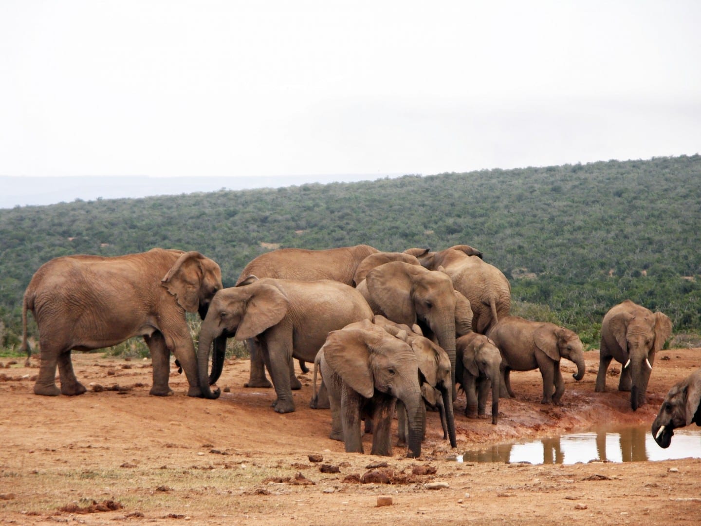 El elefante en la presa Hampoor Parque nacional de los Elefantes de Addo República de Sudáfrica