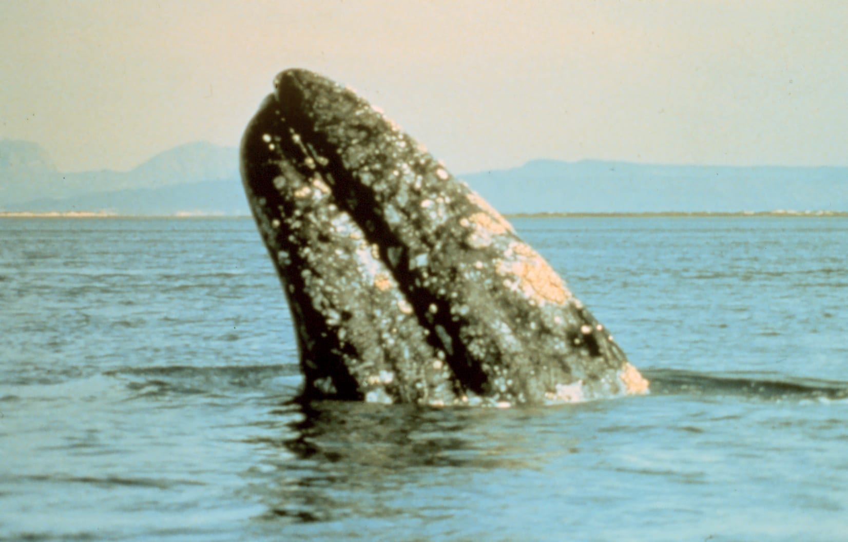 El espía de la ballena gris salta en la laguna Scammon Guerrero Negro México