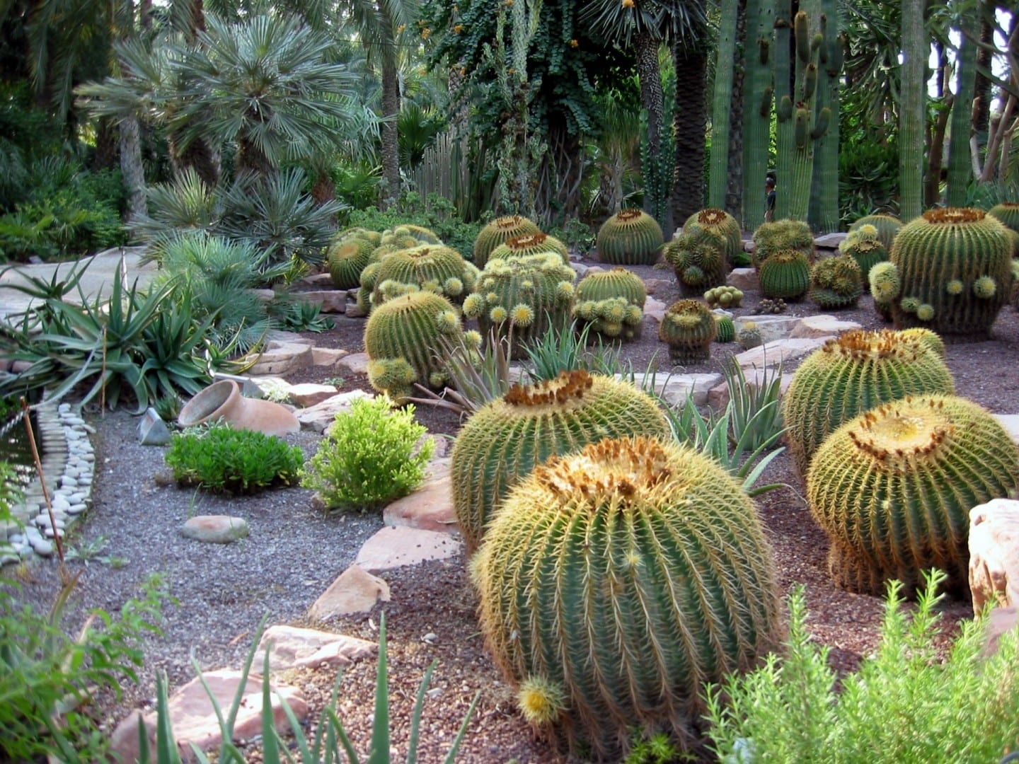 El jardín de cactus del Hort del Cura Elche España
