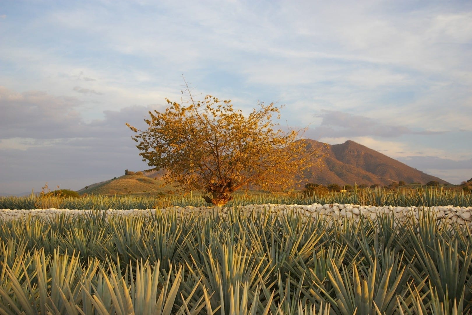 El paisaje del tequila Tequila México