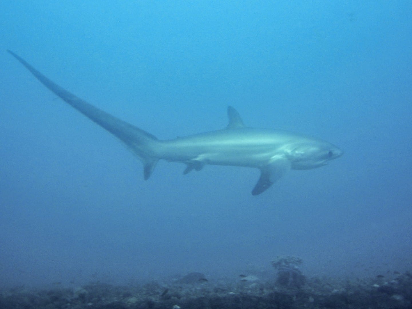 El tiburón zorro en el banco de arena de la Mónada Isla Mala Pascua Filipinas