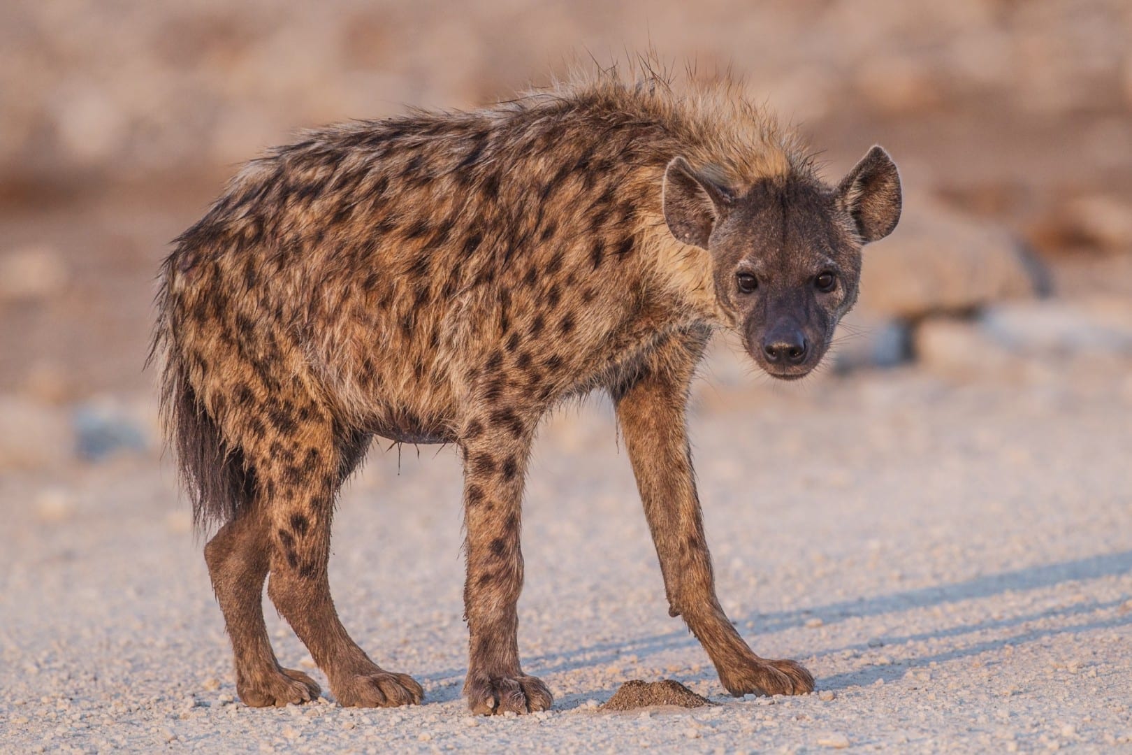 Etosha National Park