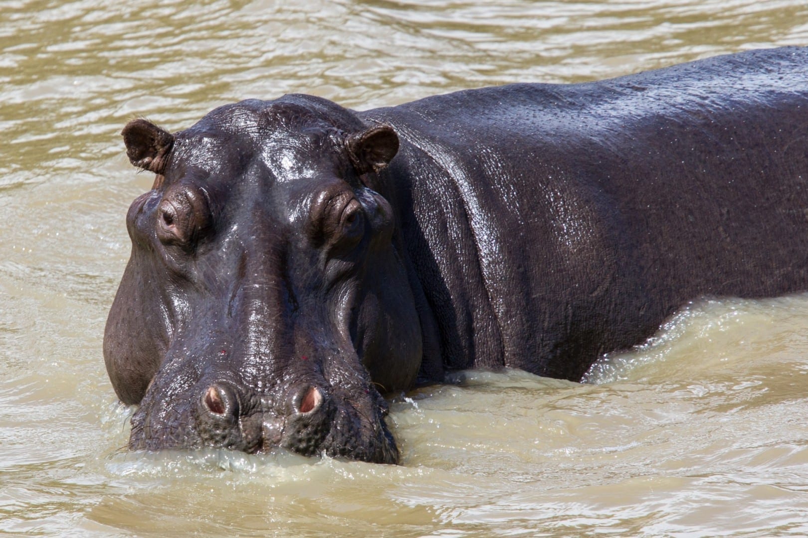 Hipopótamo en el Parque de Humedales de iSimangaliso St. Lucía República de Sudáfrica