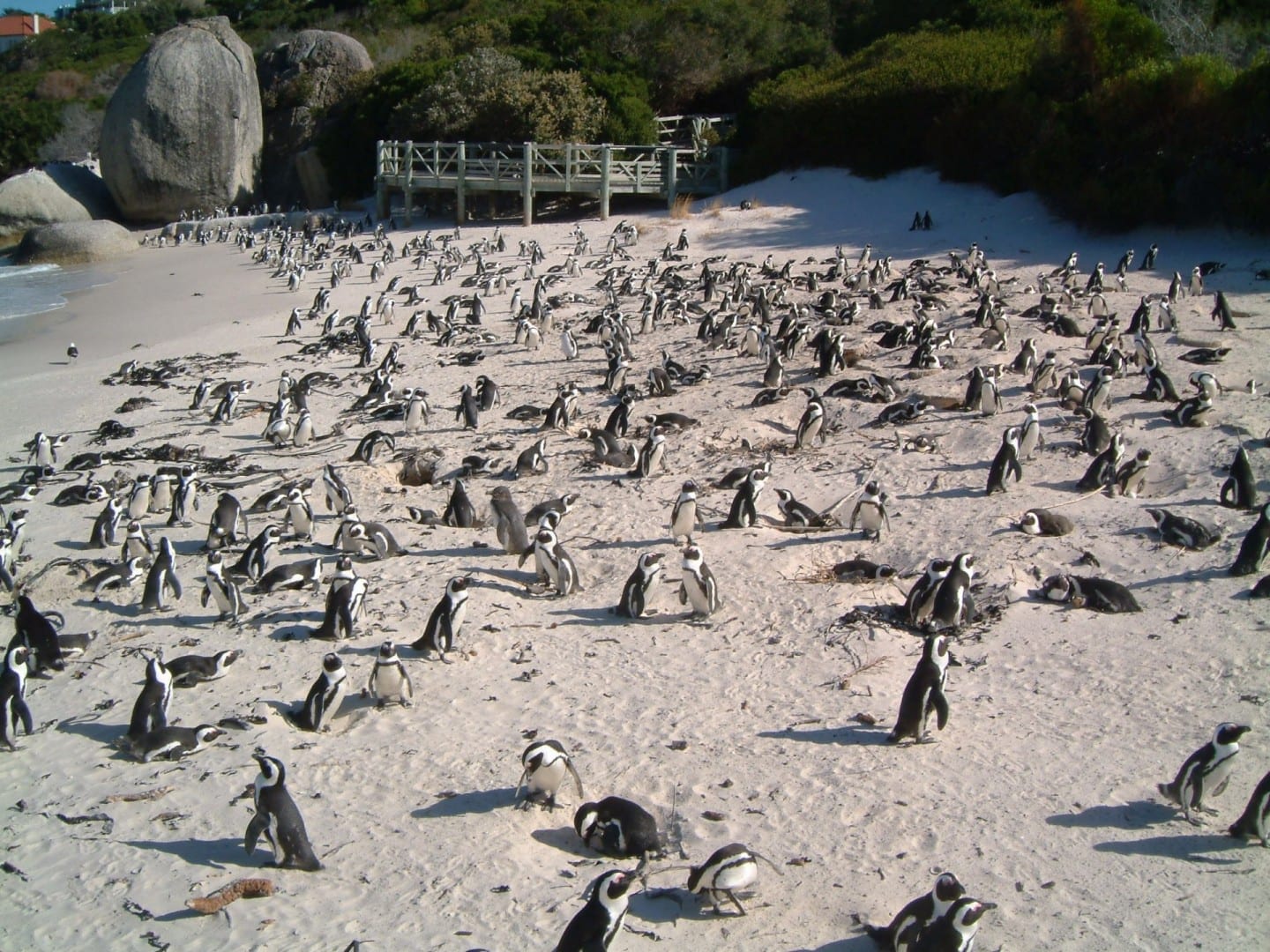 La colonia de pingüinos de Boulders Beach está cerca... Simons Town República de Sudáfrica