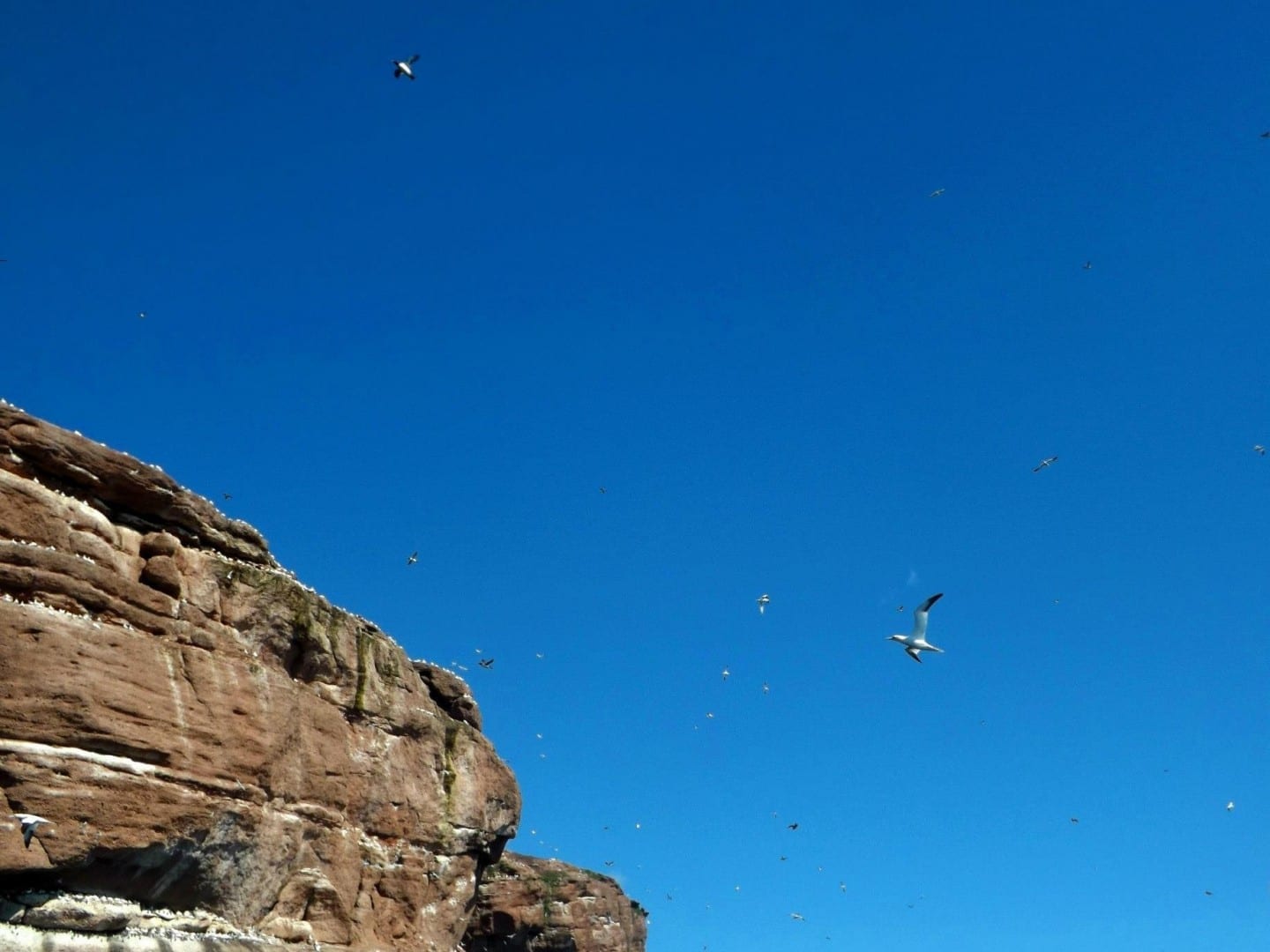 La vida de las aves es abundante en Percé, especialmente en la Isla Bonaventure, hogar de la mayor colonia de alcatraces del norte del mundo. Percé Canadá