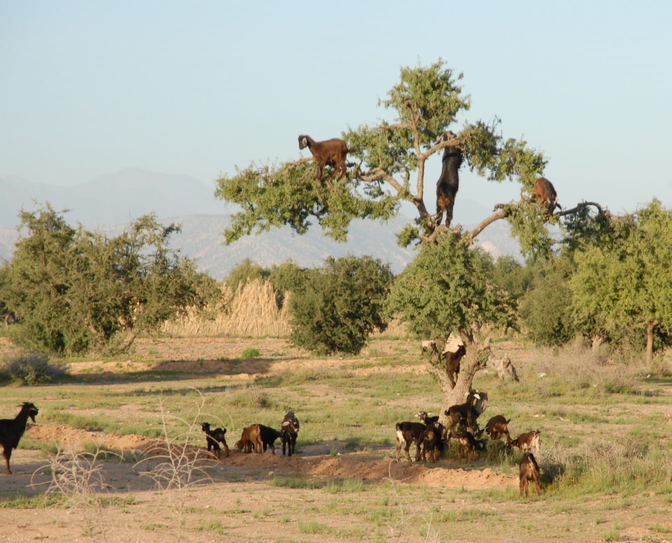 Las cabras en el argantro Tarudant Marruecos
