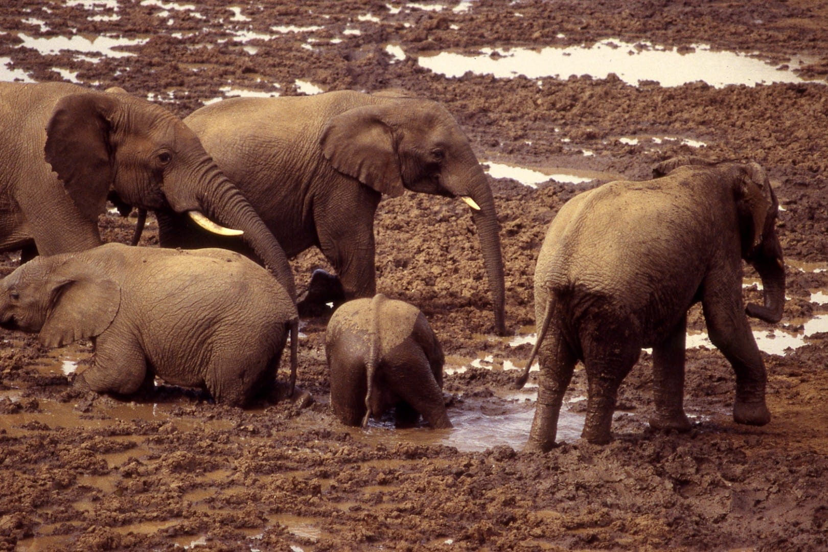Los elefantes en Aberdare Parque nacional de Aberdare Kenia