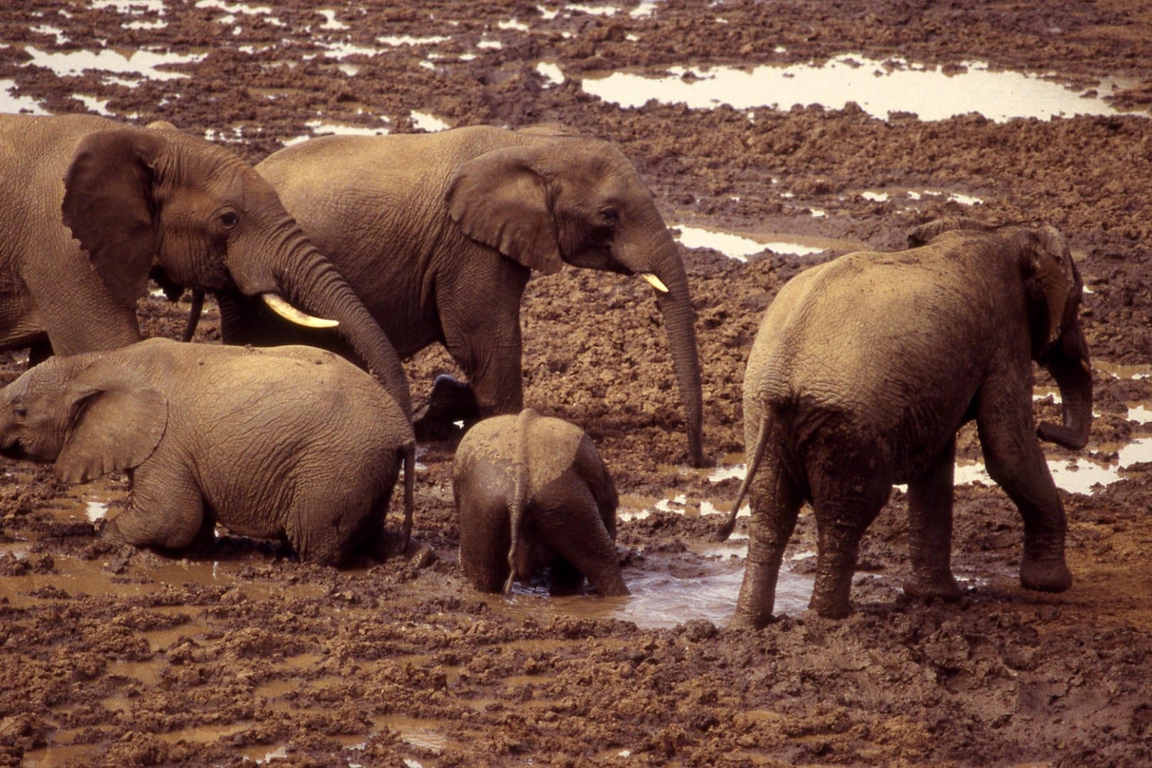 Parque Nacional de Aberdare