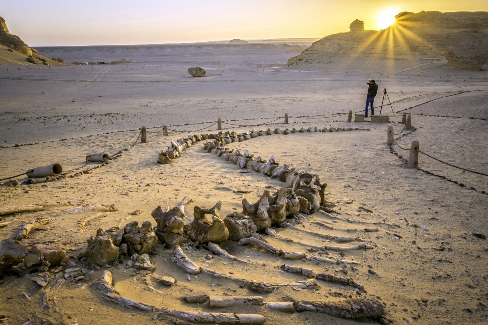 Los fósiles de las ballenas en el Valle de las Ballenas Faiyum Egipto