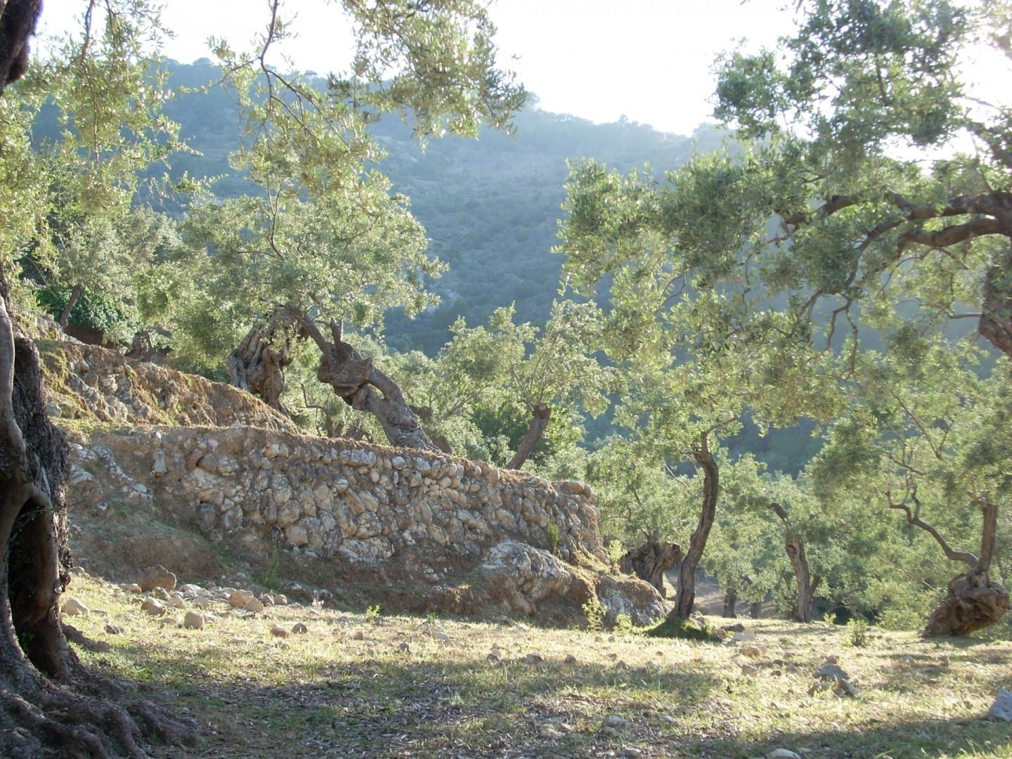 Los olivos a lo largo del camino de Deià a la cala Deià, Mallorca España